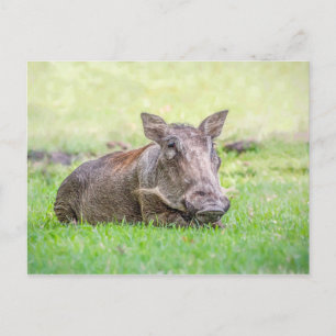 Carte postale merveilleuse de Warthog