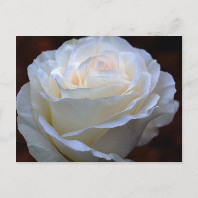 Carte Postale Merveilleuse Rose blanche (Devant)