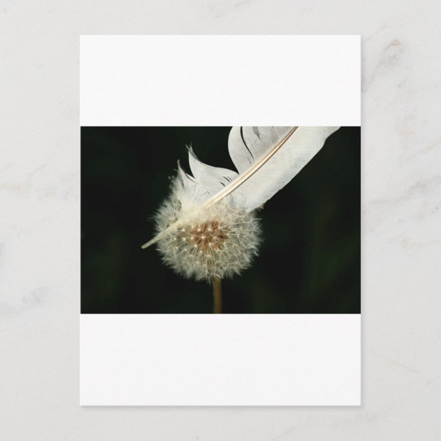 Carte Postale Merveilleux Dandelion (Devant)