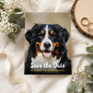 Carte Postale Mes humains se marient Chien Save the Date
