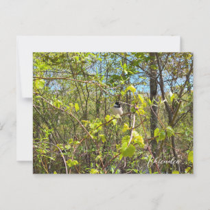 Carte Postale Mésange