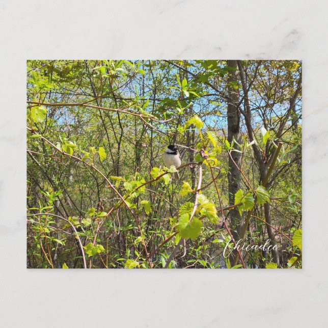 Carte Postale Mésange (Devant)