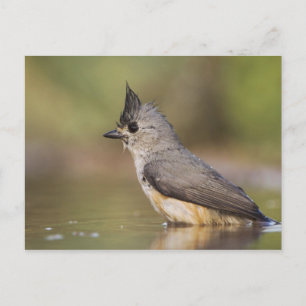 Carte Postale Mésange à crête noire, Baeolophus