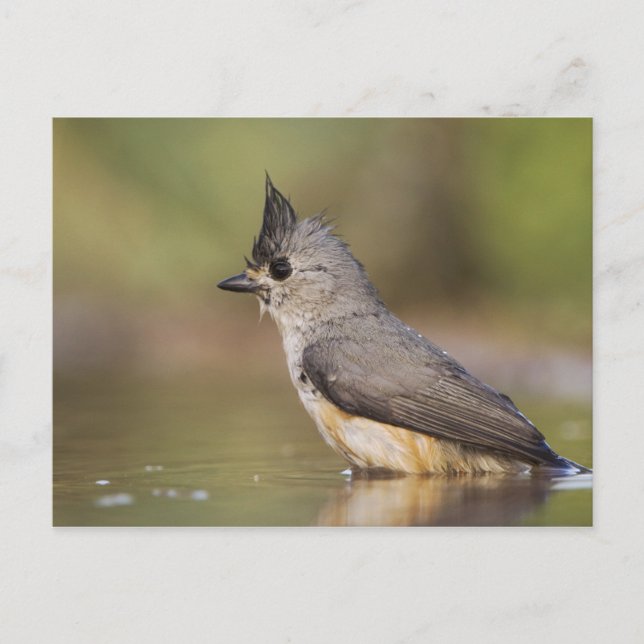 Carte Postale Mésange à crête noire, Baeolophus (Devant)