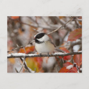 Carte Postale Mésange à tête noire adulte dans la neige
