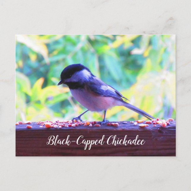 Carte Postale Mésange à tête noire oiseaux perchés Canada (Devant)