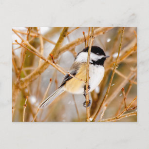 Carte Postale Mésange à tête noire - Photographie originale