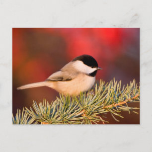 Carte Postale Mésange de Caroline dans un cèdre de l'Atlas bleu