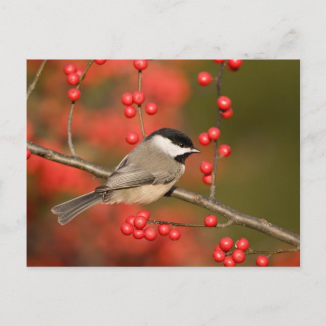 Carte Postale Mésange de Caroline sur un buisson de houx vertici (Devant)