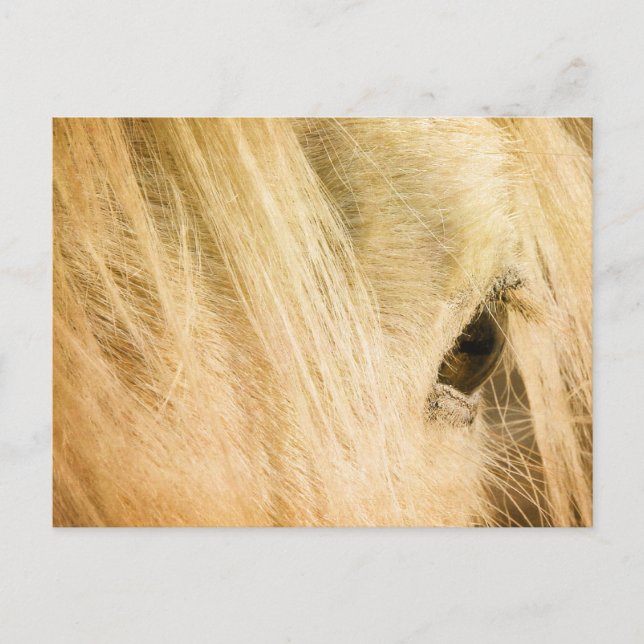 Carte Postale Messy Mane (Devant)