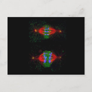 Carte Postale Métaphase mitotique (supérieure) et anaphase (infé