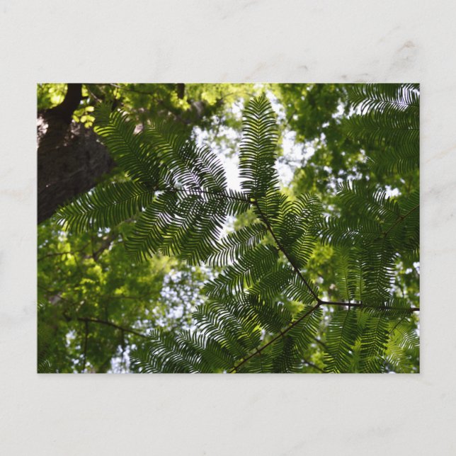 Carte Postale Metasequoia - Séquoia de Chine (Devant)