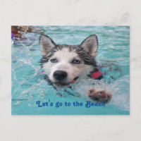 Mete Beach Dog salutations