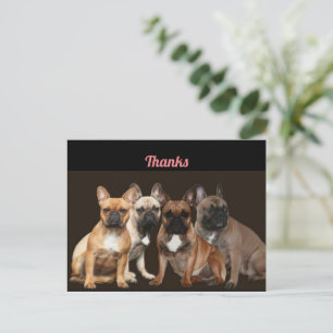 Carte Postale Meute de bouledogues français