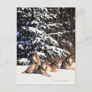 Carte Postale Meute de loups en hiver