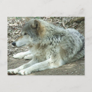 Carte Postale Mexican Wolf Postcard