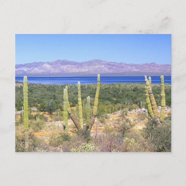 Carte Postale Mexique, Basse Californie du Sud, Cardon Cactus à (Devant)