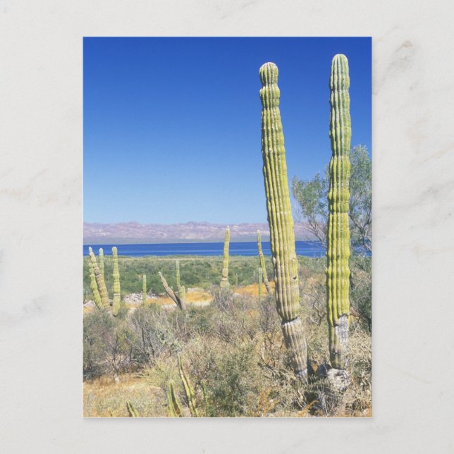 Carte Postale Mexique, Basse Californie du Sud, Mulege, Bahia (Devant)
