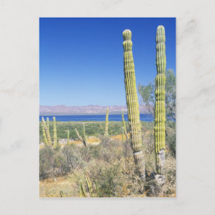 Carte Postale Mexique, Basse Californie du Sud, Mulege, Bahia