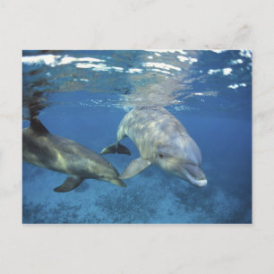 Carte Postale Mexique, Cozumel. Dauphin en bouteille, Tursiops 5