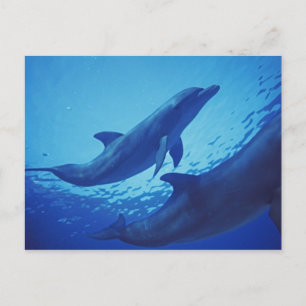 Carte Postale Mexique, Cozumel. Grand dauphin, Tursiops