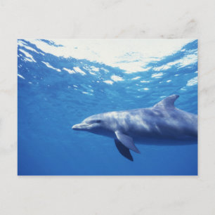 Carte Postale Mexique, Cozumel. Grand dauphin, Tursiops 3
