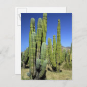 Carte Postale Mexique, Sonora, San Carlos. Tuyau du Saguaro et d (Devant / Derrière)