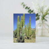 Carte Postale Mexique, Sonora, San Carlos. Tuyau du Saguaro et d (Debout devant)