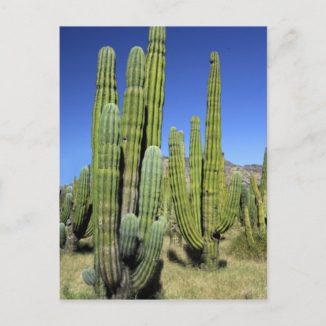 Carte Postale Mexique, Sonora, San Carlos. Tuyau du Saguaro et d (Devant)