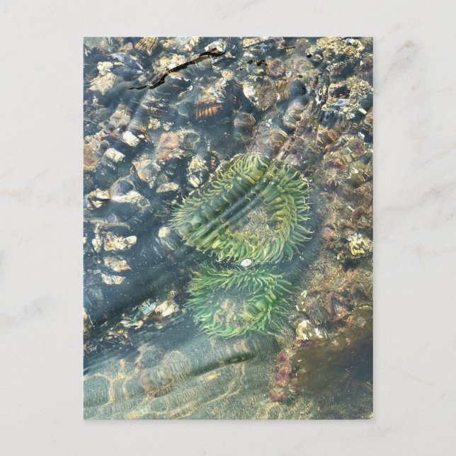 Carte Postale Meyers Beach North, Gold Beach, Oregon (Devant)