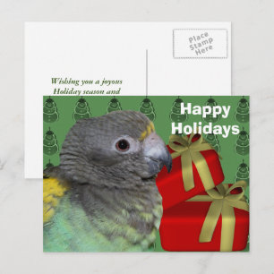 Carte postale Meyers Parrot Christmas Holiday
