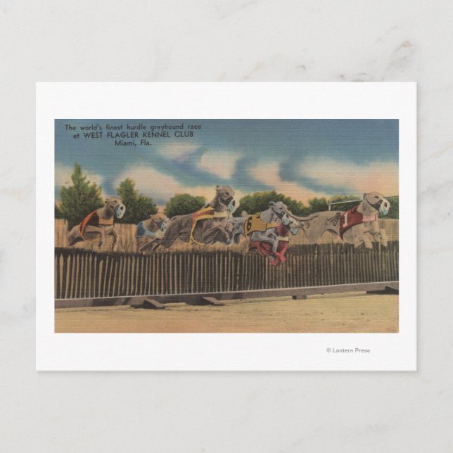 Carte Postale Miami, FL - Greyhound Dog Race au Kennel Club (Devant)