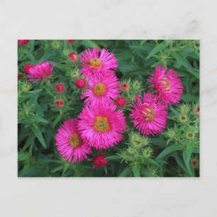 Carte Postale Michaelmas Daisies