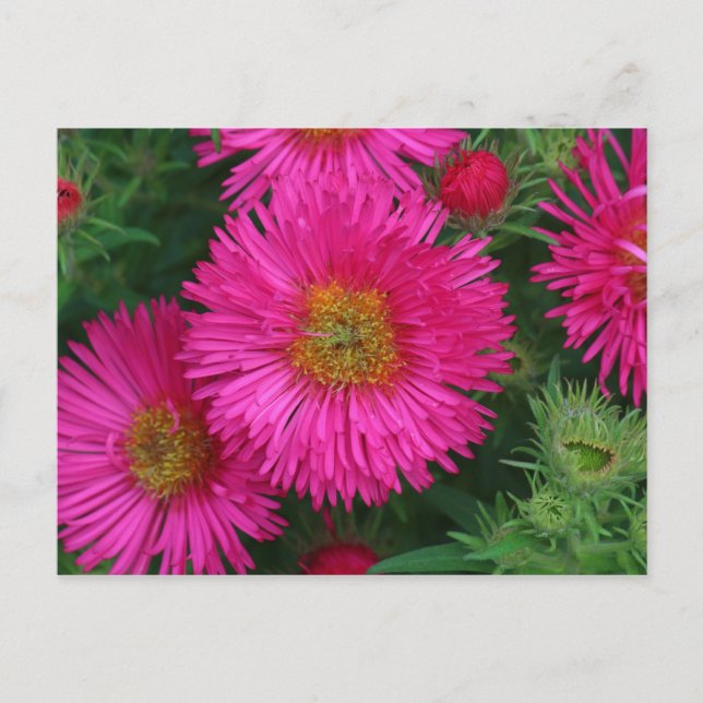 Carte Postale Michaelmas Daisies (Devant)