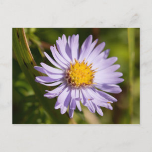 Carte Postale Michaelmas Daisy