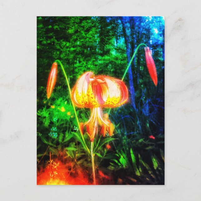 CARTE POSTALE MICHIGAN LILY POSTCARD (Devant)