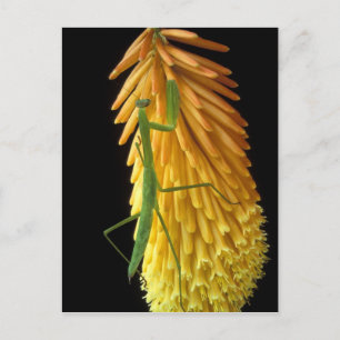 Carte Postale Michigan, Rochester Hills. Priez Mantis sur le rou