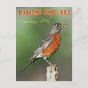 Carte Postale Michigan State Bird - American Robin