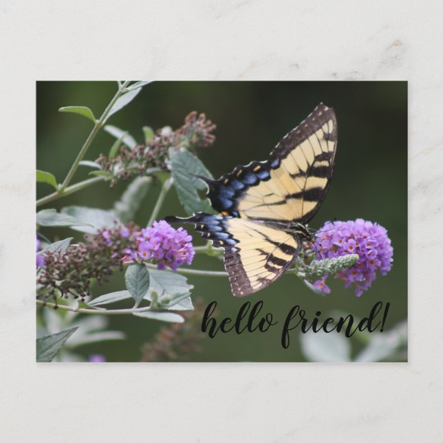 Carte Postale Michigan Swallowtail Butterfly (Devant)