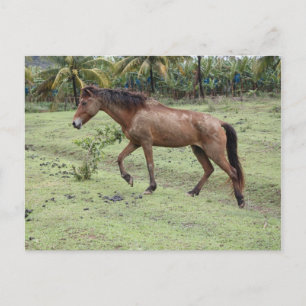 Carte Postale Micoud2