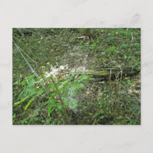 Carte Postale Micrathena Web