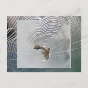 Carte postale Micrathena Web & Spider