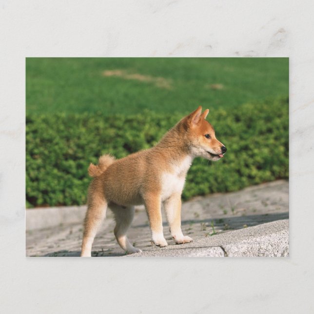 Carte Postale Midget Shiba 2 japonais (Devant)