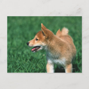 Carte Postale Midget Shiba japonais