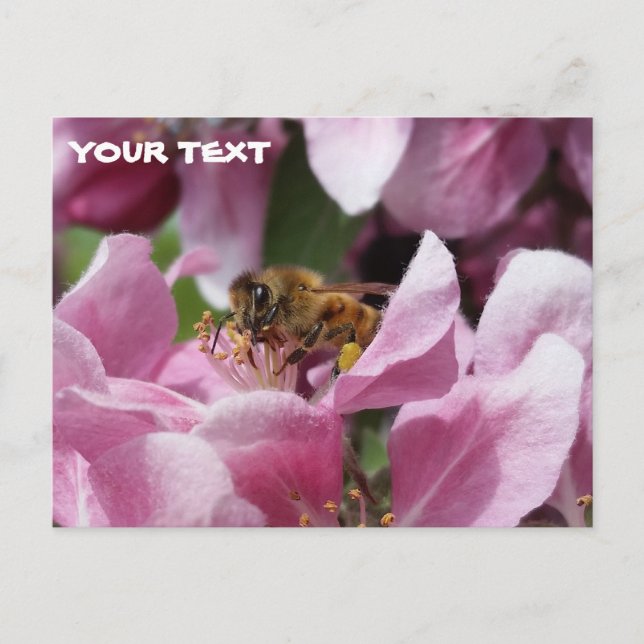 Carte Postale Miel Abeille Pollinant Crabelle Rose Fleuve Arbre (Devant)