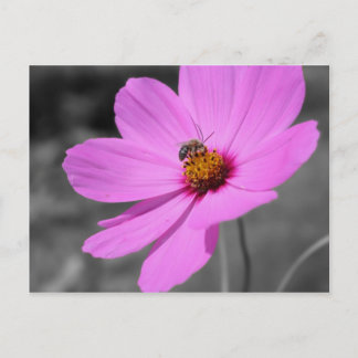 Carte Postale Miel Abeille Sur Fleur Cosmos Noir Et Blanc