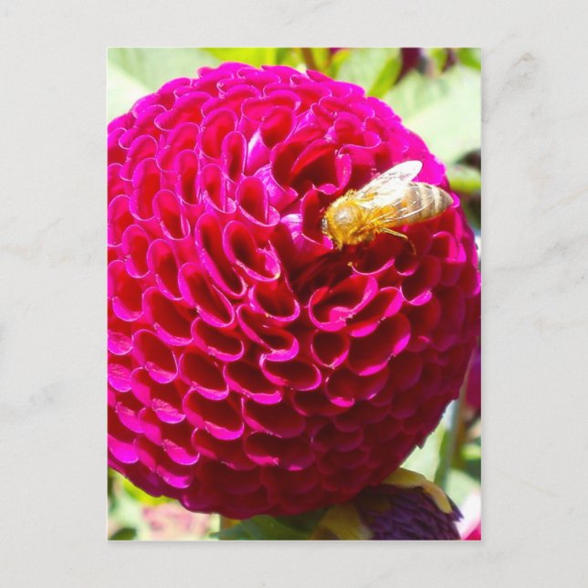 Carte Postale Miel abeille sur une fleur (Devant)