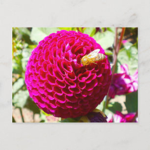 Carte Postale Miel abeille sur une fleur