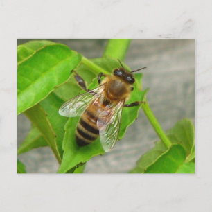 Carte Postale Miel Bee