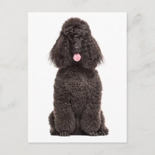 Carte Postale Mignon amour de chiot vous manque Bonjour Caniche